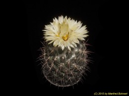 Coryphantha sulcata 1589